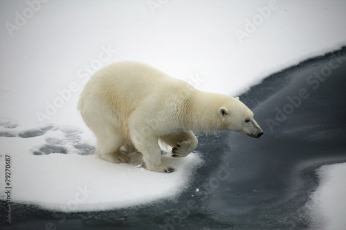 Polar bear