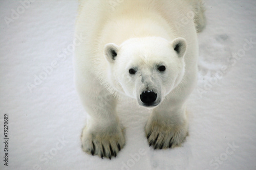 Photo Polar bear