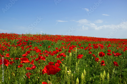 Field of Corn Poppy