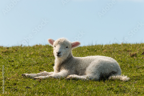lamb lying on grass