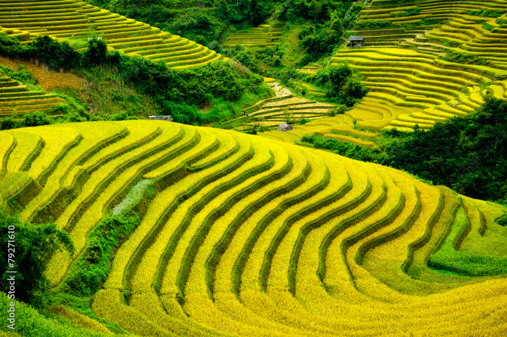 Rice fields on terraced of Mu Cang Chai, YenBai, Vietnam