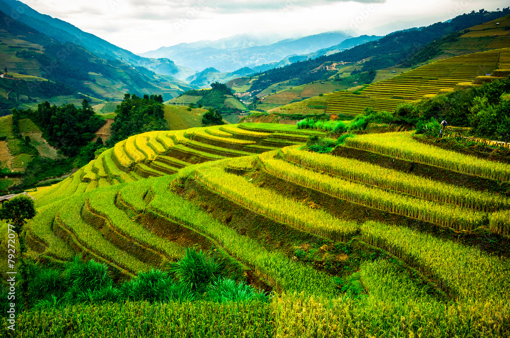 Rice fields on terraced of Mu Cang Chai, YenBai, Vietnam Rice fields on terraced of Mu Cang Chai, YenBai, Vietnam