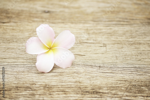 Frangipani flower on wooden table