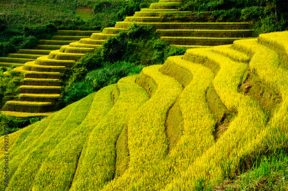 Rice fields on terraced of Mu Cang Chai, YenBai, Vietnam Rice fields on terraced of Mu Cang Chai, YenBai, Vietnam