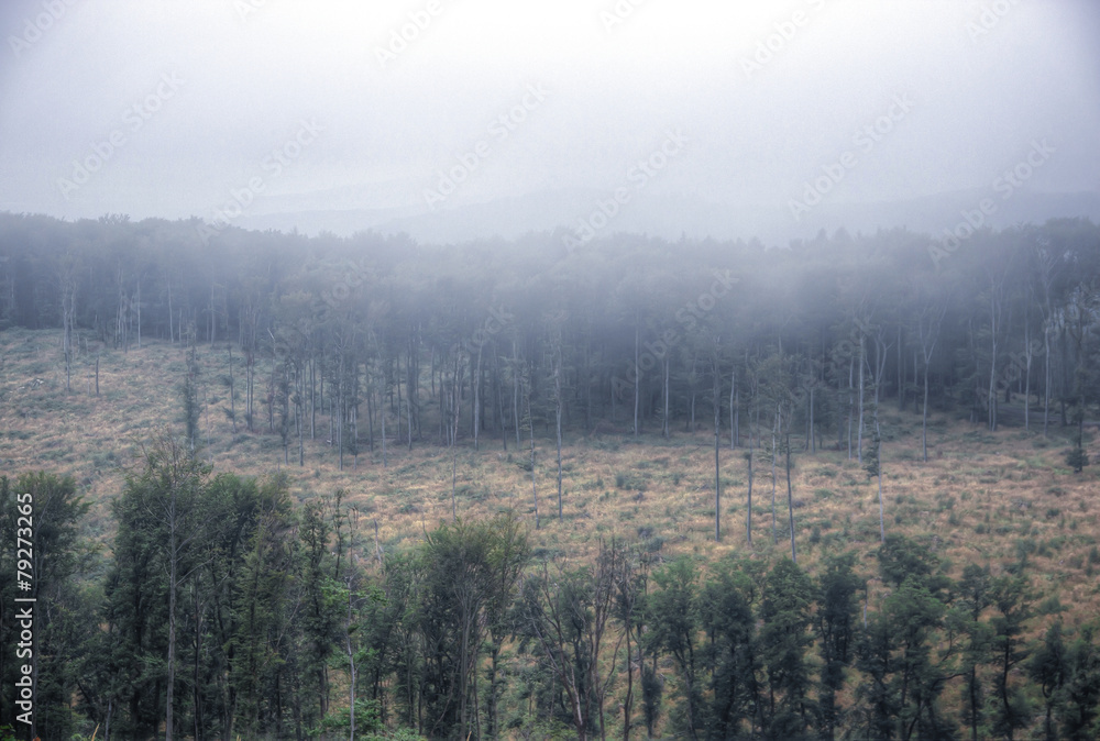Fototapeta premium Foggy Forest