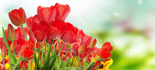 Beautiful garden fresh colorful tulips.Springtime.