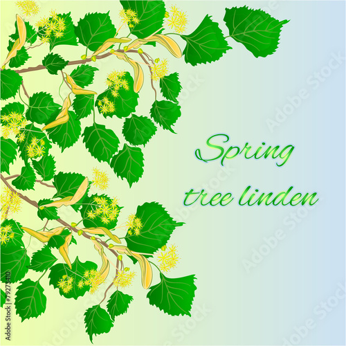 Spring tree linden vector