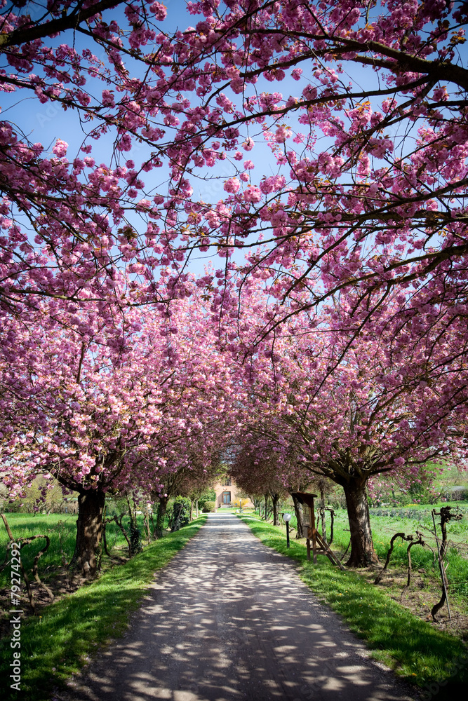 Beautiful Farmhouse in Tuscany during spring Beautiful Farmhouse in Tuscany during spring