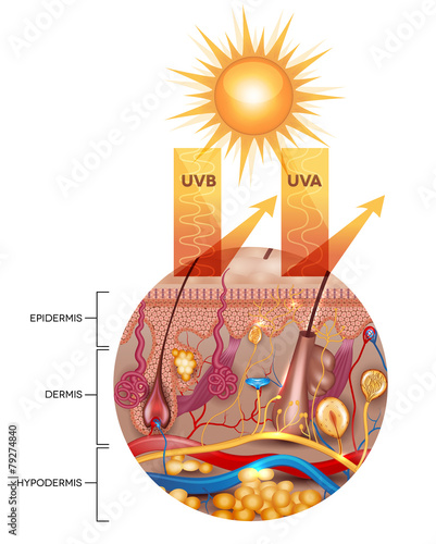 Protected skin with sunscreen lotion, UVB and UVA rays can not p