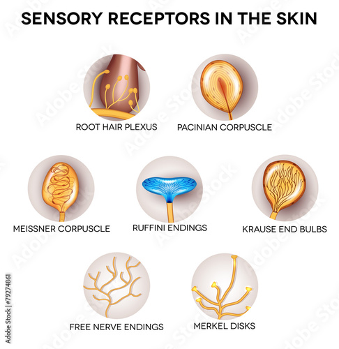 Sensory receptors in the skin