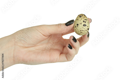 quail egg in the hand isolated