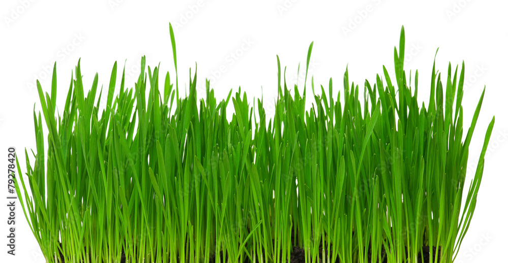 Fototapeta premium Wheat grass