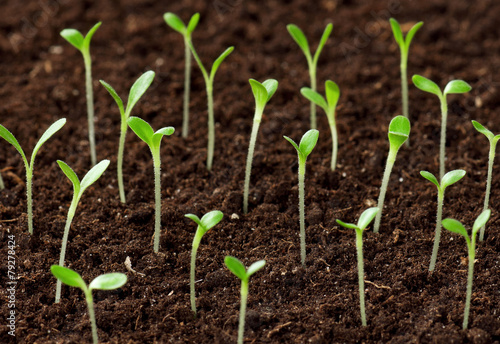 Fotografie Green seedling