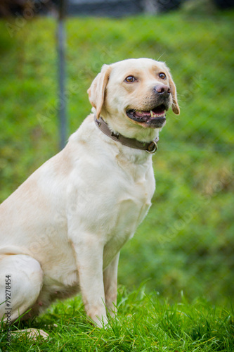 Lieber Labrador