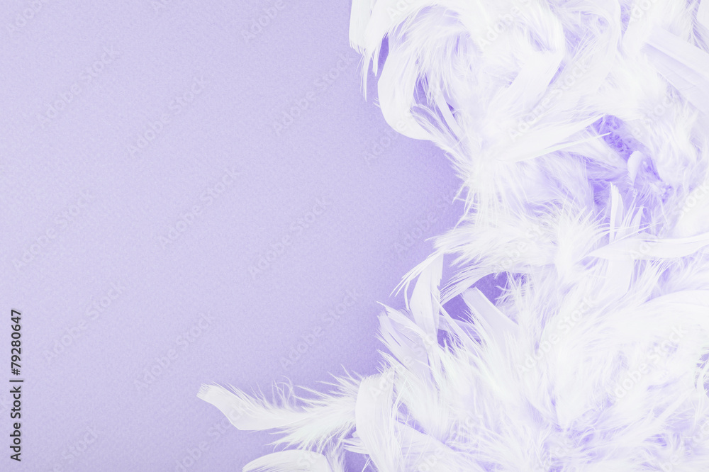 Purple background with feathers Stock Photo | Adobe Stock