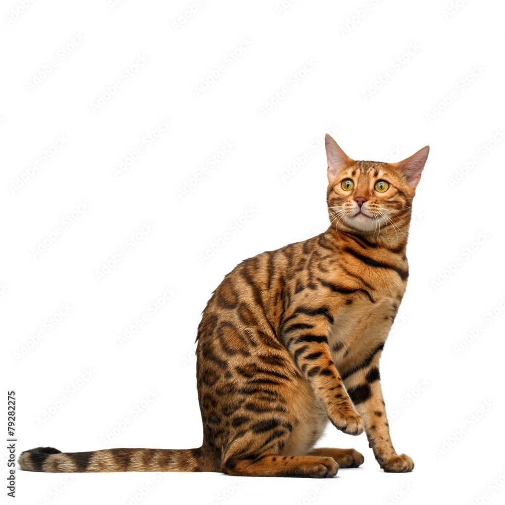 bengal cat sitting and looking up on white