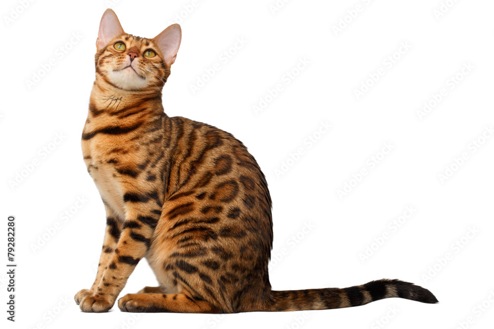 bengal cat sitting and looking up on white bengal cat sitting and looking up on white
