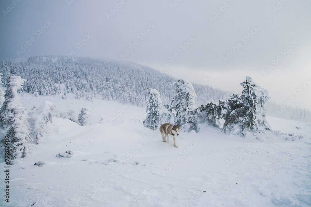 Obraz premium husky dog in mountains