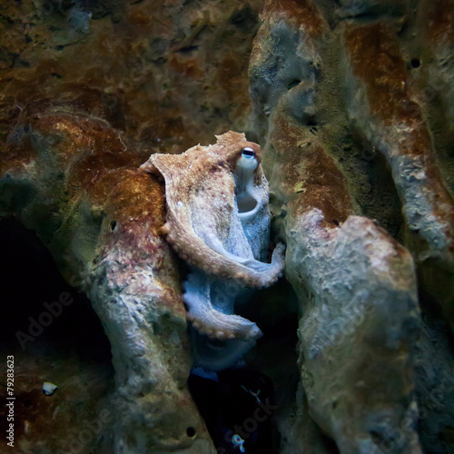 Sad octopus on the rocks deep under water. © Vitalinka