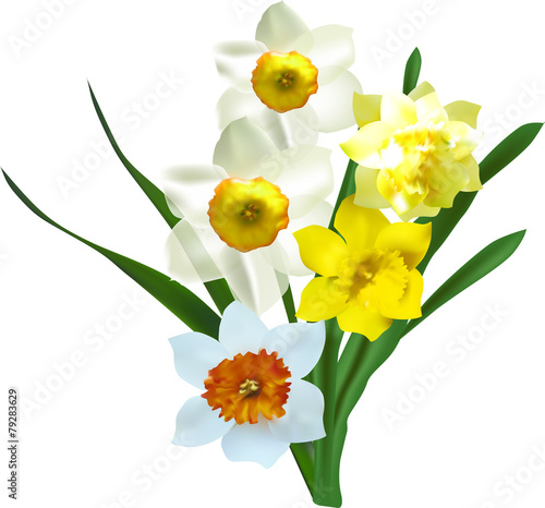 Fototapeta Naklejka Na Ścianę i Meble -  bunch of narcissus floweres isolated on white