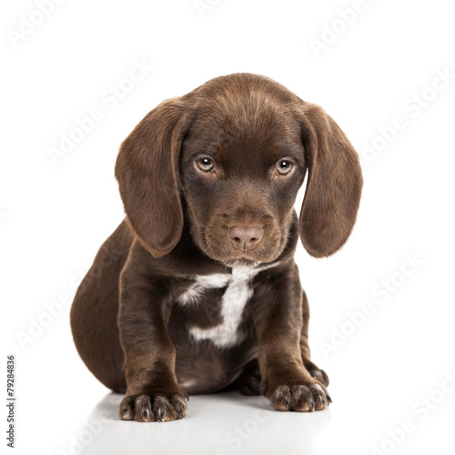 Brown puppy