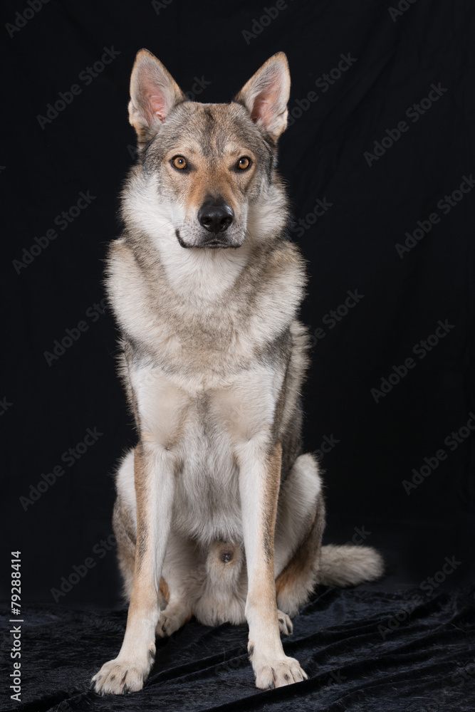 Tschechoslowakischer Wolfshund