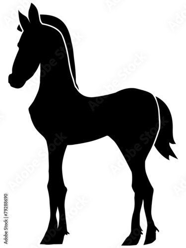 foal
