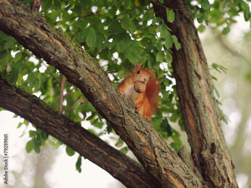 Squirrel with Walnut