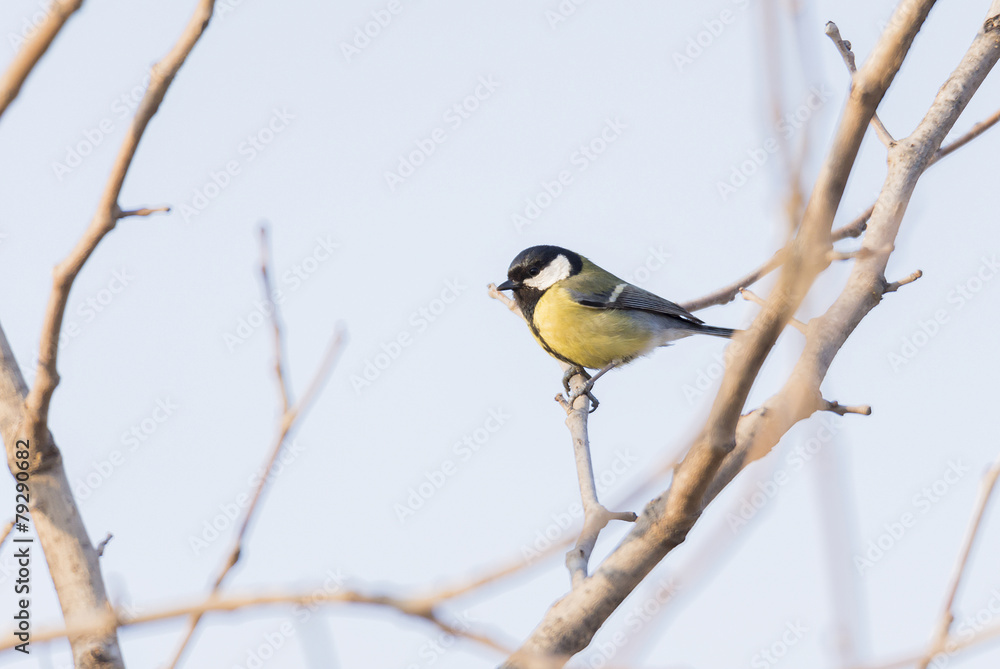 Parus major, saithe common Parus major, saithe common
