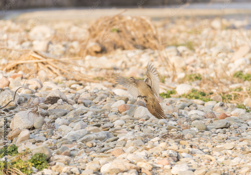 brown bird brown bird