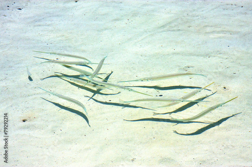   fish   isla contoy         in mexico froath    the sea    wave photo