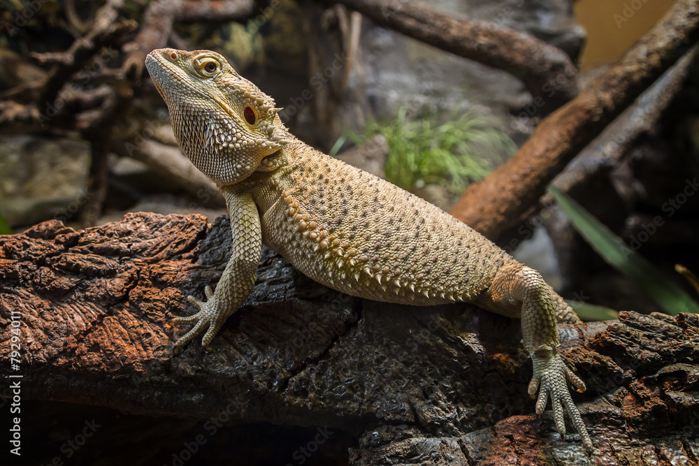 Obraz premium Bartagame