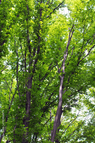 beech tall  green trees in forest