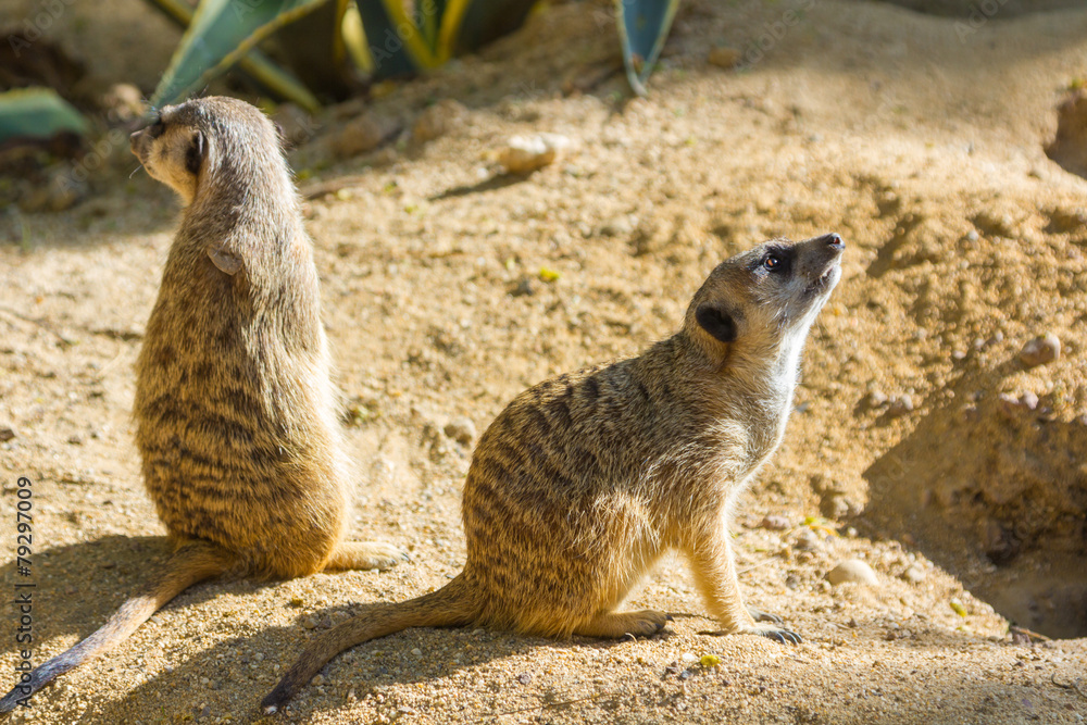 Fototapeta premium Meerkat (Suricata suricatta)