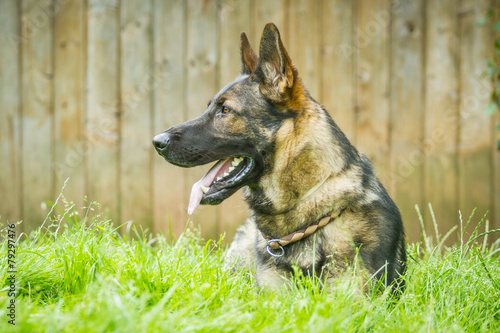 Deutscher Schäferhund