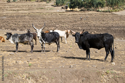 Zebu type or humped cattle in Ethiopia.