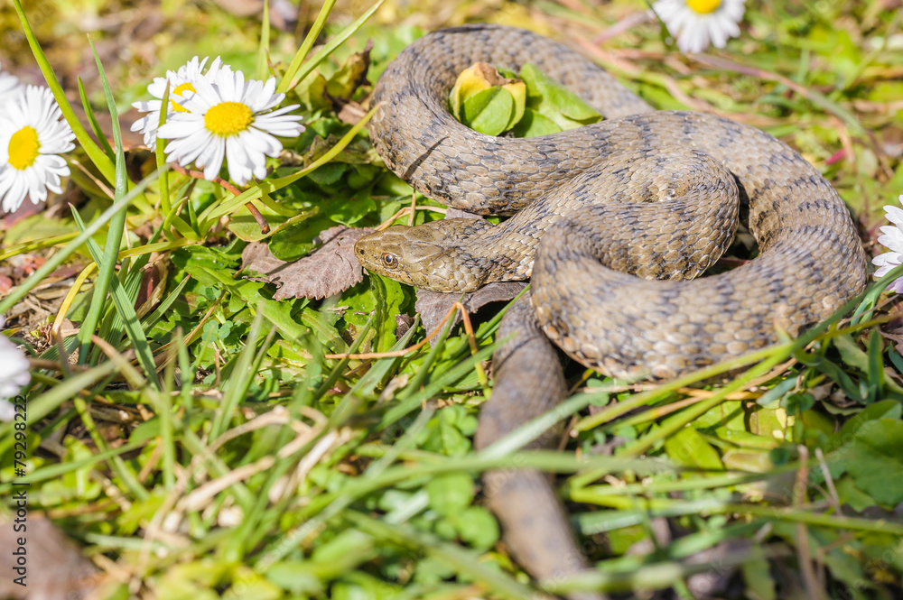 Obraz premium Snake,viper