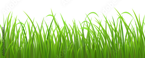 Seamless green grass on white background, vector illustration