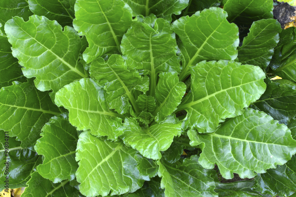 Sugar beet plant. Sugar beet plant.