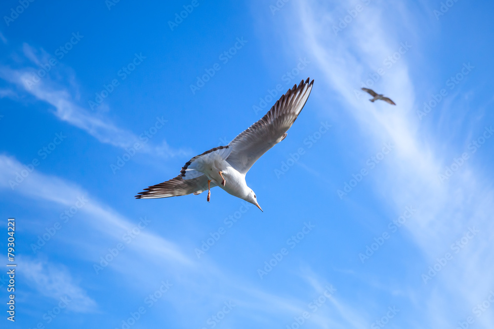 Seagull on blue sky background with windy clouds Seagull on blue sky background with windy clouds