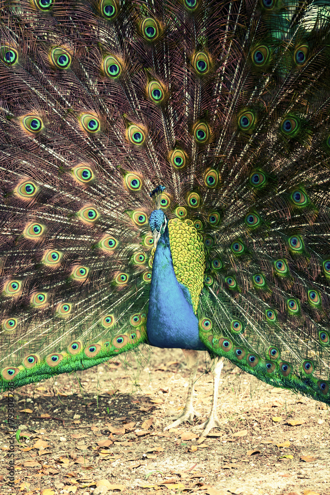 Obraz premium Peacock in tropical forest with feathers out, retro photo filter