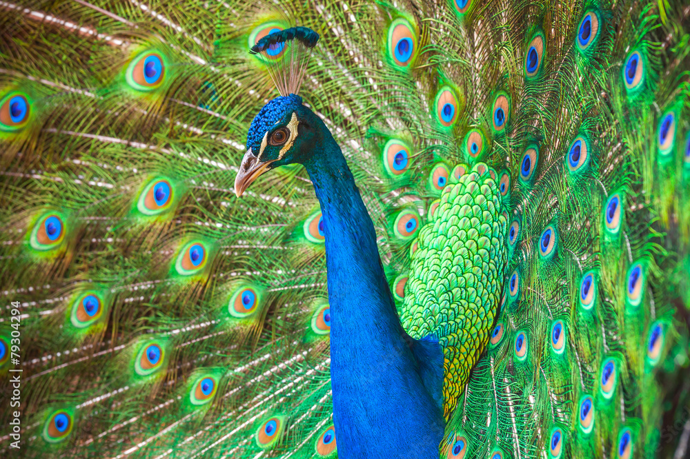 Obraz premium Zbliżenie zdjęcie dzikiego Peacock z piór