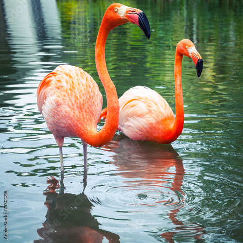 Pink flamingos walking in the water with reflections