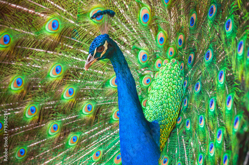 Closeup photo of wild Peacock with feathers out #79304294