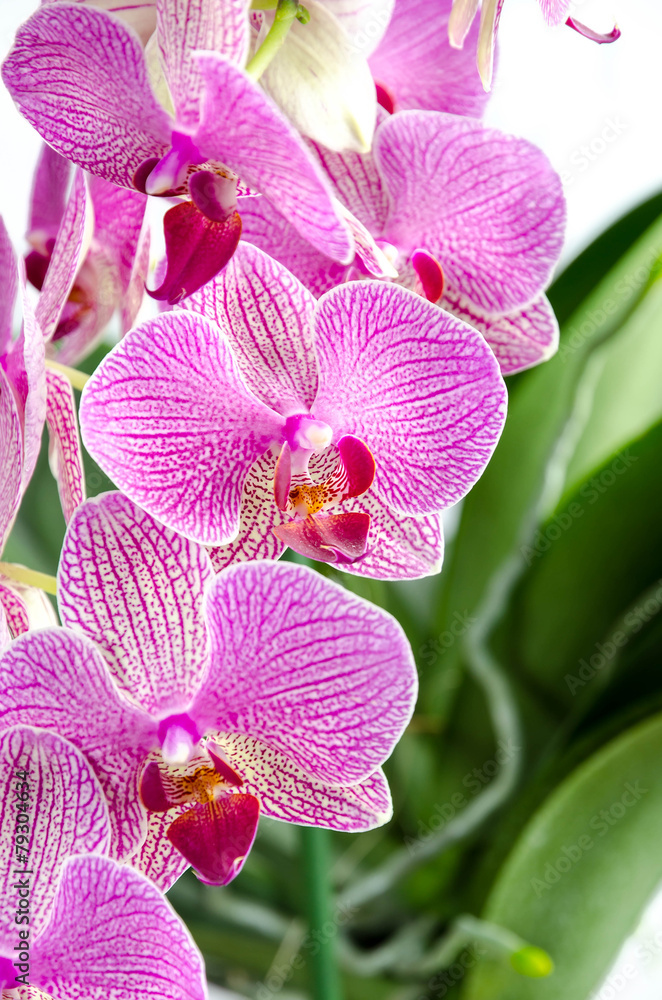 Purple Striped orchid Purple Striped orchid