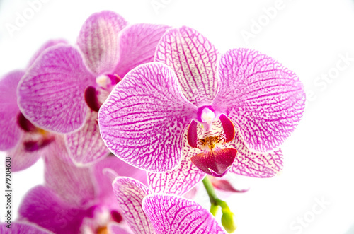 Purple Striped orchid