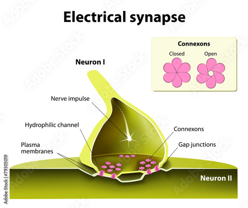 electrical synapses