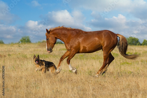 Red horse and dog play in the meadow