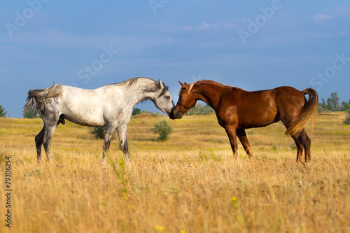 Horses attracted to each other