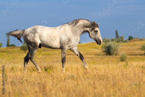 Beautiful grey trotter horse run at the morning